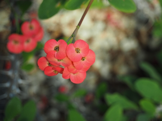 Nature blossom plant leaf Photo