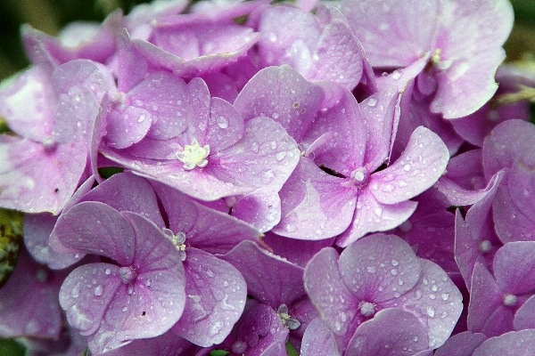 Blossom plant leaf flower Photo