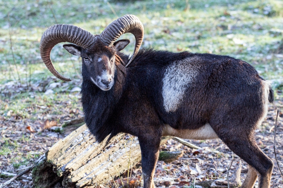 Faune sauvage zoo corne