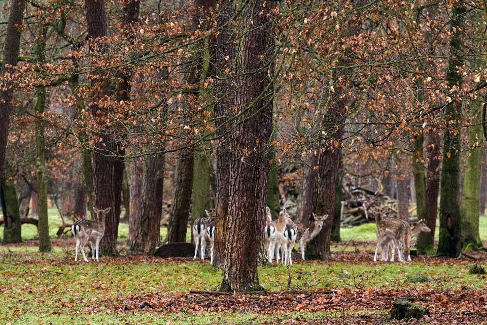 árvore floresta região selvagem
 plantar