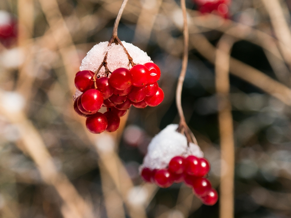 树 分支 开花 雪