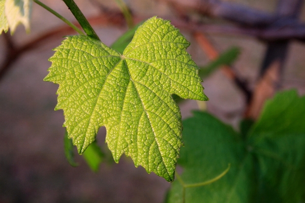 Tree nature branch plant Photo