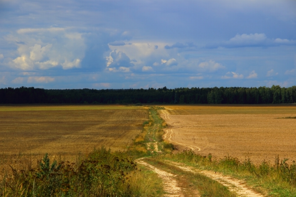 Landschaft baum gras horizont