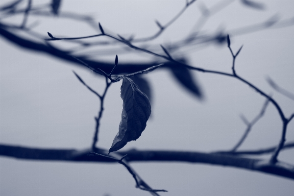 Photo Arbre eau nature bifurquer