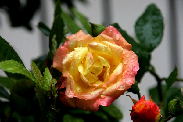 Nature blossom open dew Photo