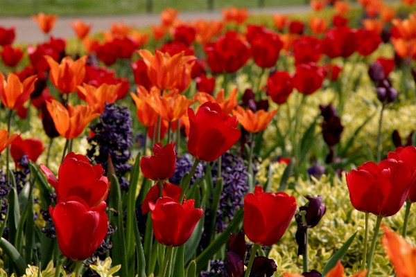 Foto Natura fiore pianta stelo