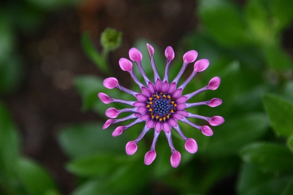 Nature blossom plant flower Photo