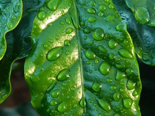 Water drop coffee plant Photo