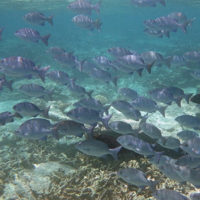 海 水 自然 海洋 写真