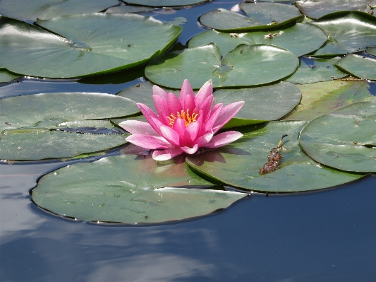 Blossom plant leaf flower Photo