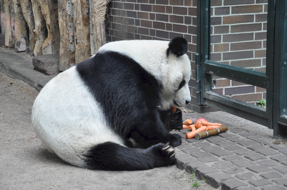 Weiss tragen tierwelt zoo