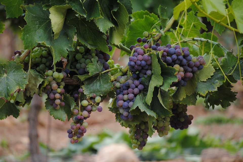 Nature plant grape vineyard