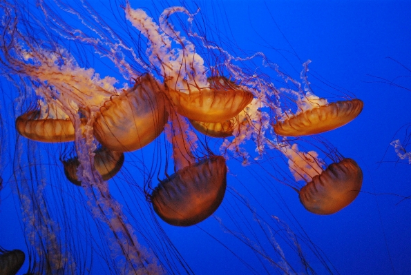 Nature underwater biology jellyfish Photo