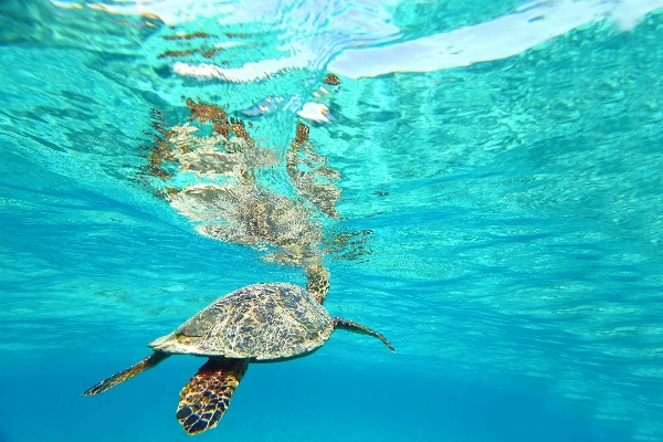 Landscape sea underwater biology Photo