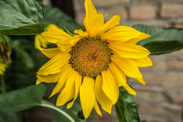 自然 花 植物 花弁 写真