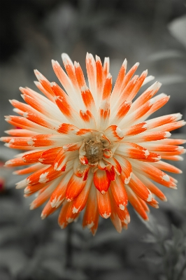 Nature blossom plant photography Photo