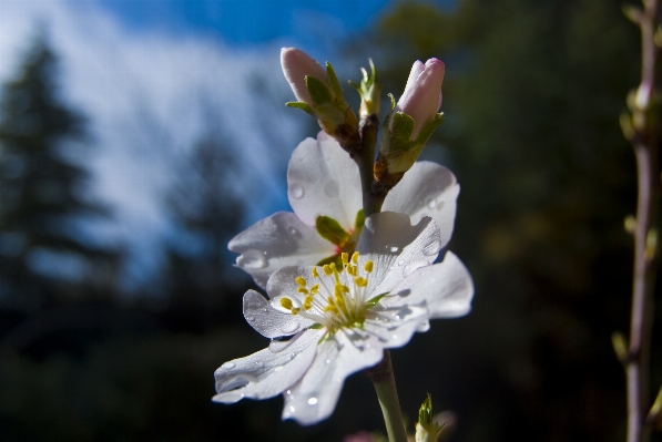 Foto Albero natura ramo fiore