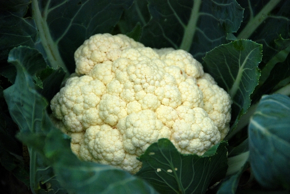 白 花 食べ物 緑 写真