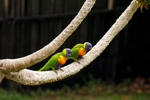 Foto Pohon alam cabang burung