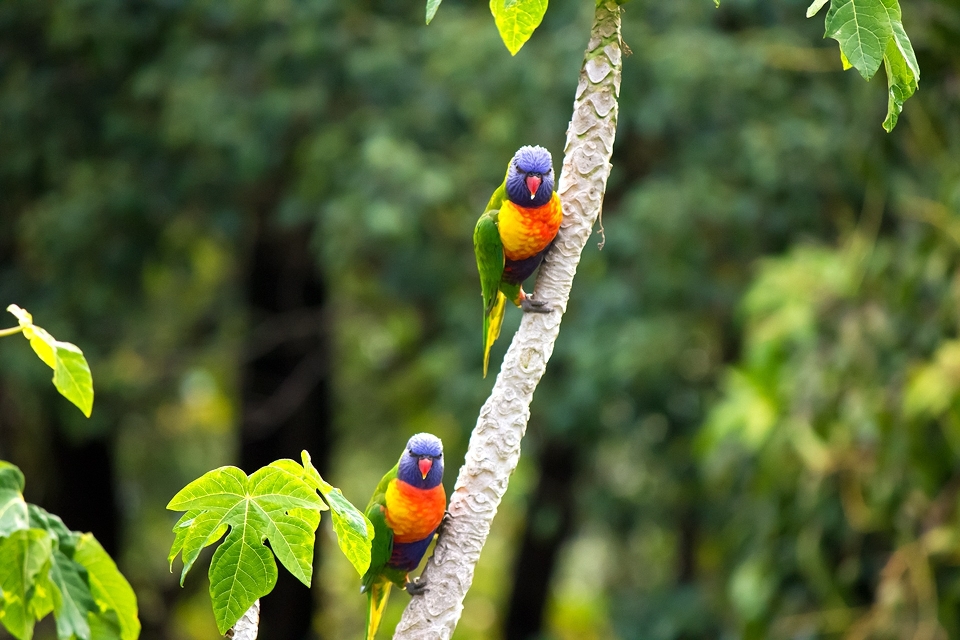 Pohon alam cabang burung