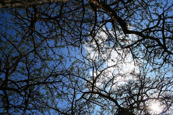 Tree nature forest branch Photo