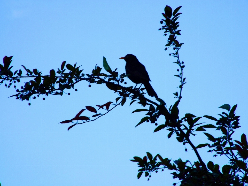 Tree nature branch silhouette