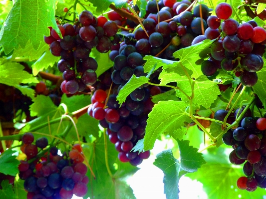 Plant grape vine wine Photo