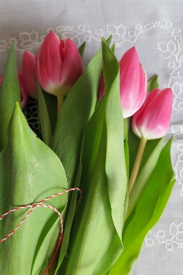 Plant flower petal tulip Photo