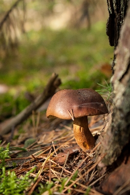 木 自然 森 葉 写真