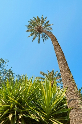 Tree nature grass branch Photo