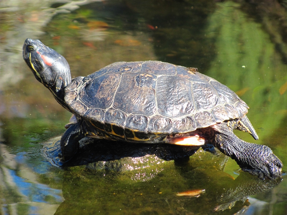 Water nature outdoor wildlife