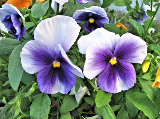 Plant flower petal botany Photo