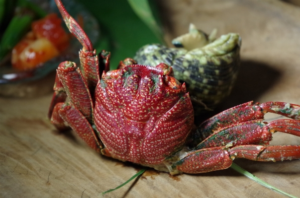 Foto Plantar fruta folha flor