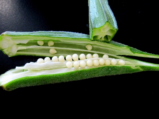 Plant leaf flower food Photo