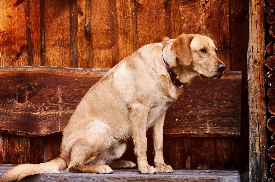 Holz welpe hund tier