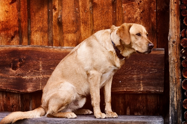 木 子犬 犬 動物 写真