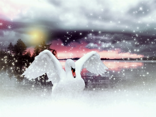 Photo Eau neige hiver oiseau