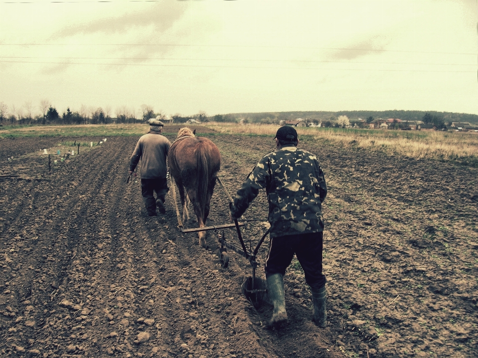 Lavoro campo villaggio cavallo