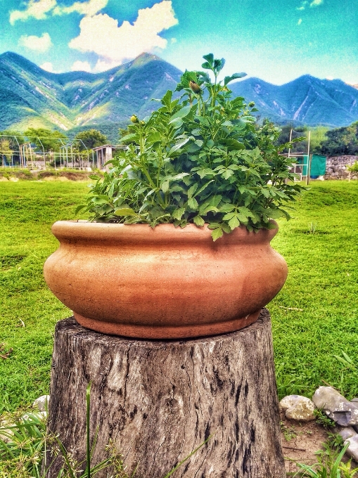 風景 木 自然 草