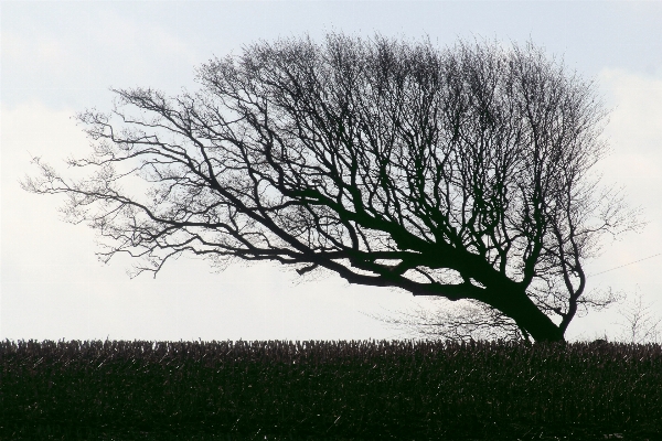 Tree nature grass branch Photo