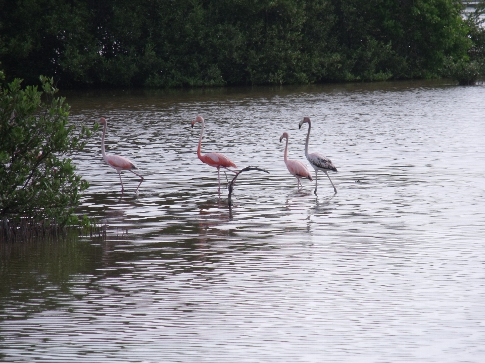 Uccello lago fiume animali selvatici