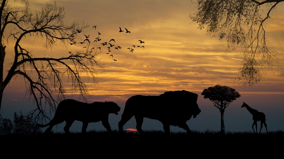 Silhouette sunrise sunset prairie