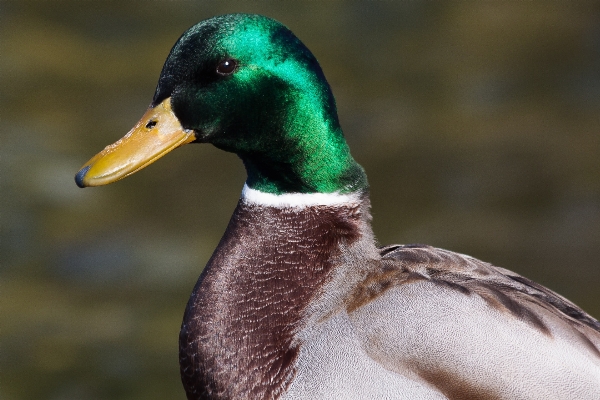 Foto Air alam burung danau