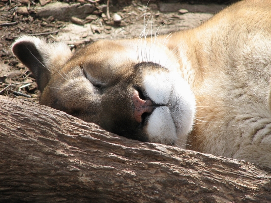 Foto Animali selvatici zoo pelliccia dormire