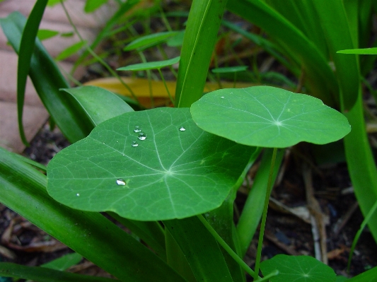 Water nature grass dew Photo