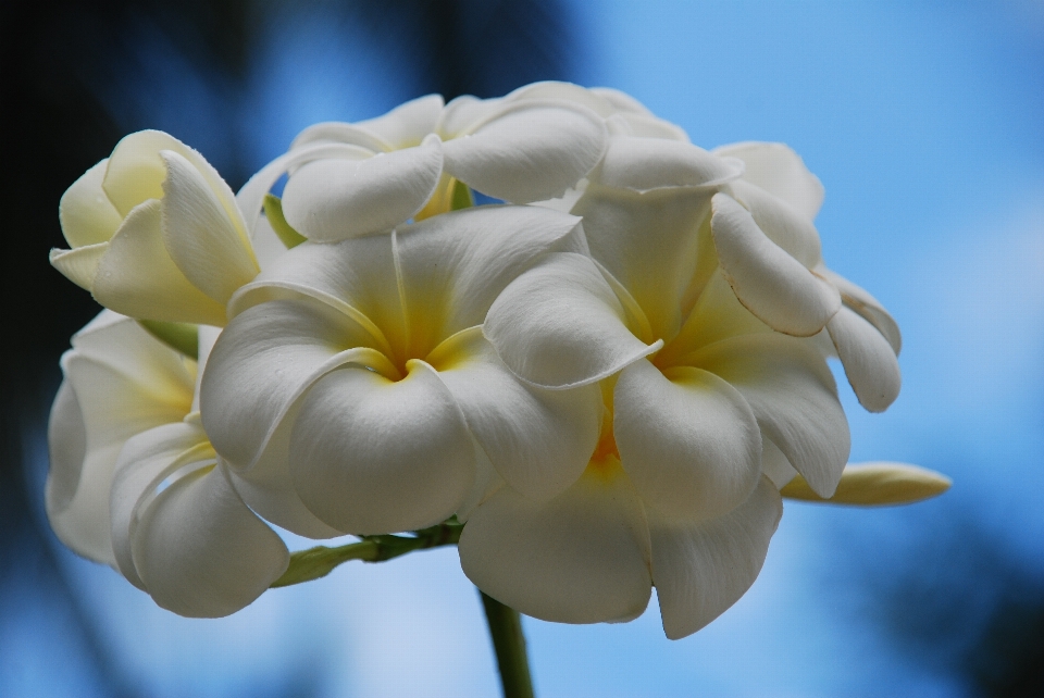 Blossom plant sky white