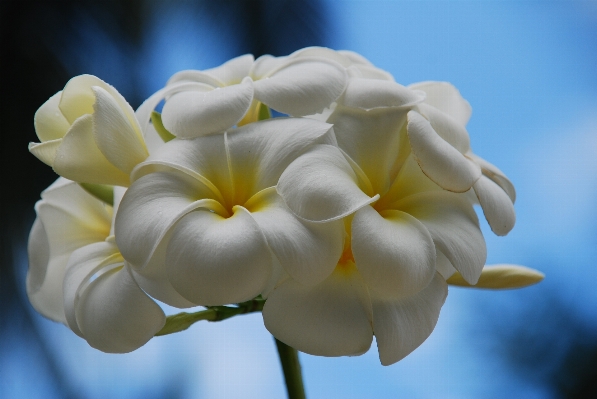 Blossom plant sky white Photo