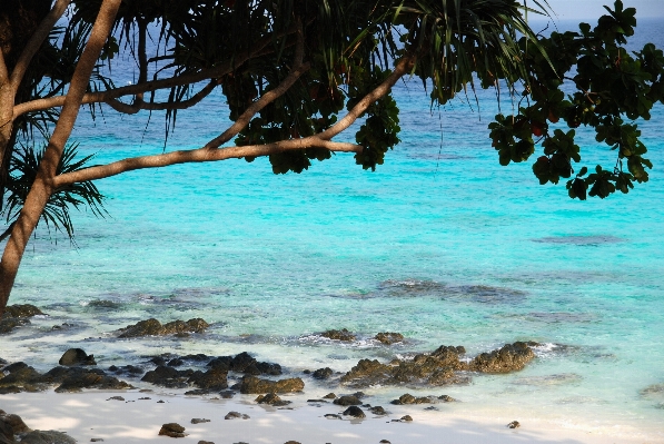 Beach sea coast tree Photo