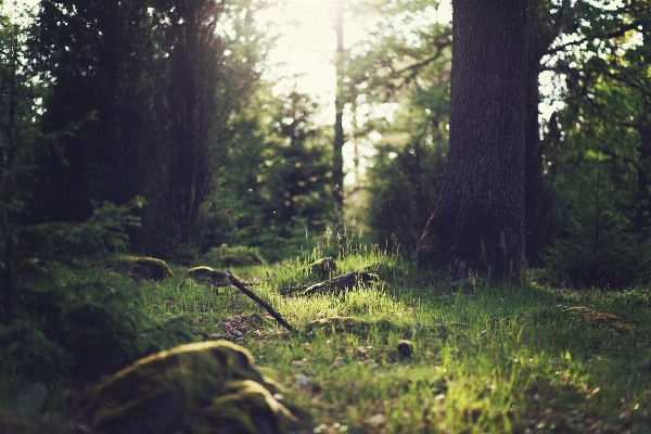 Landscape tree nature forest Photo