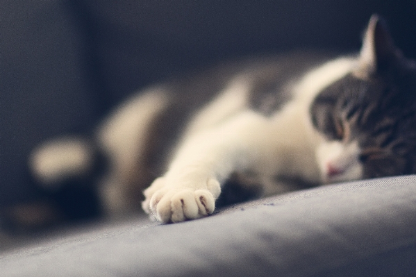 Foto Branco animal bonitinho bicho de estimação